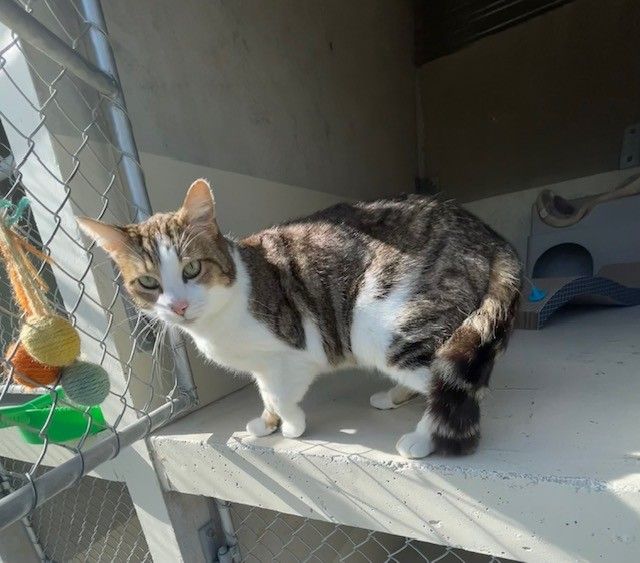 Gallery image: Tiger