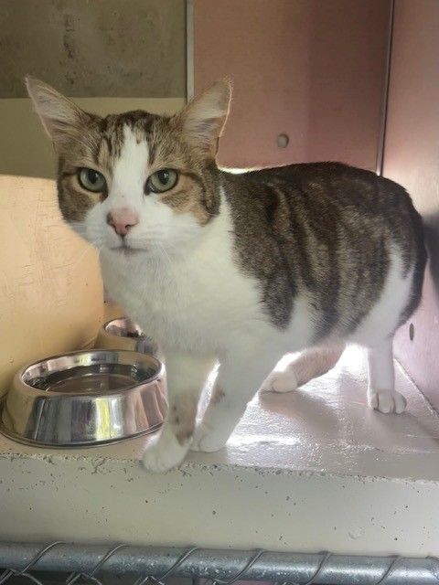 Gallery image: Tiger