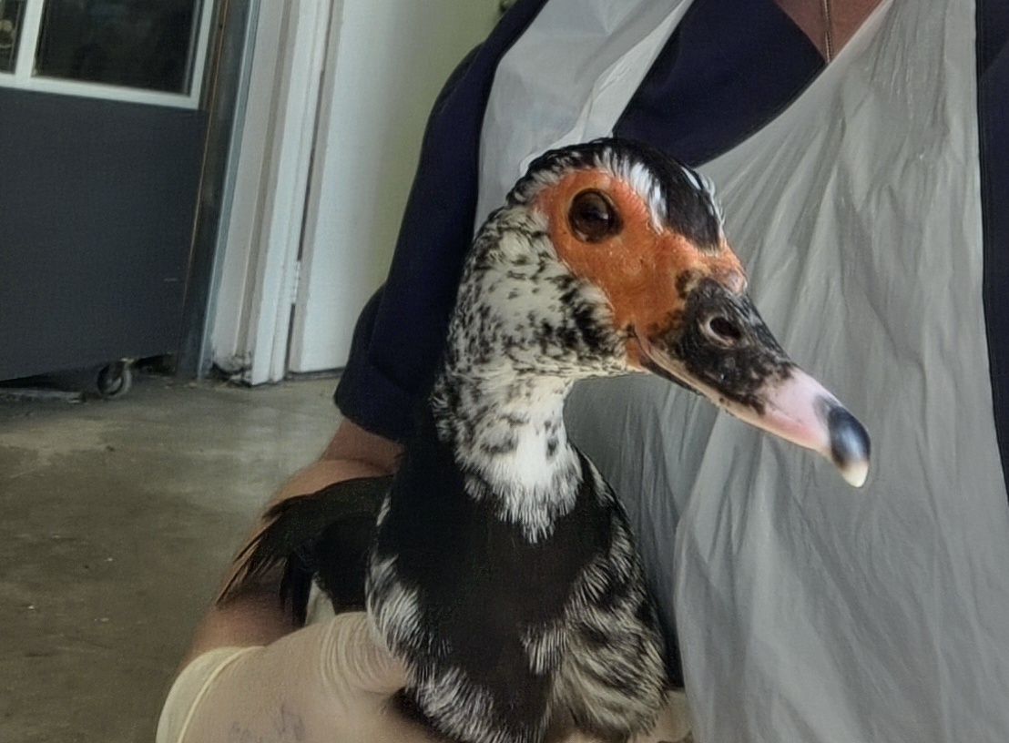 Gallery image: Frida