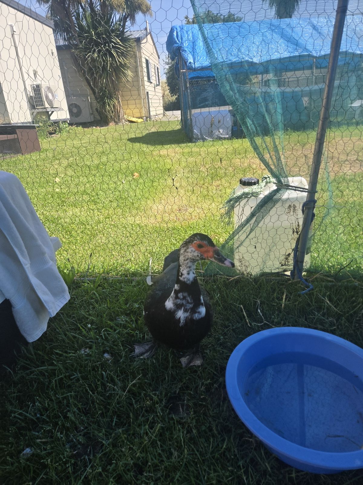 Gallery image: Frida