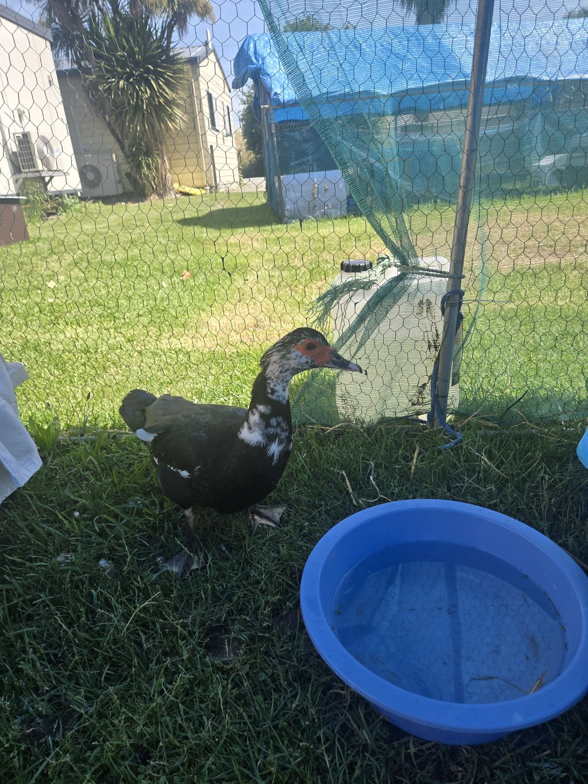 Gallery image: Frida