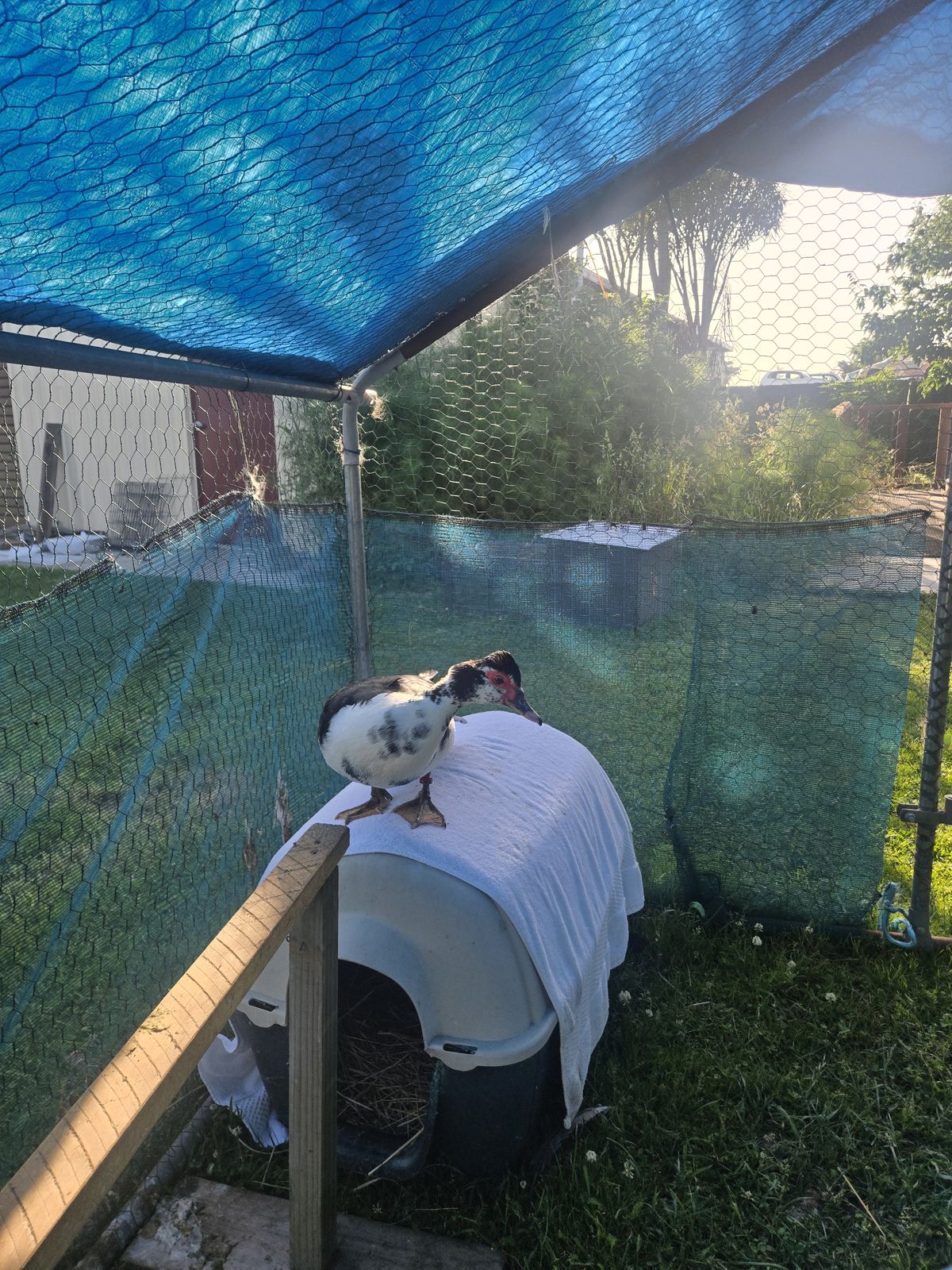 Gallery image: Maple