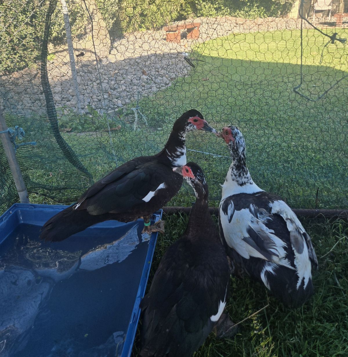 Gallery image: Fennel