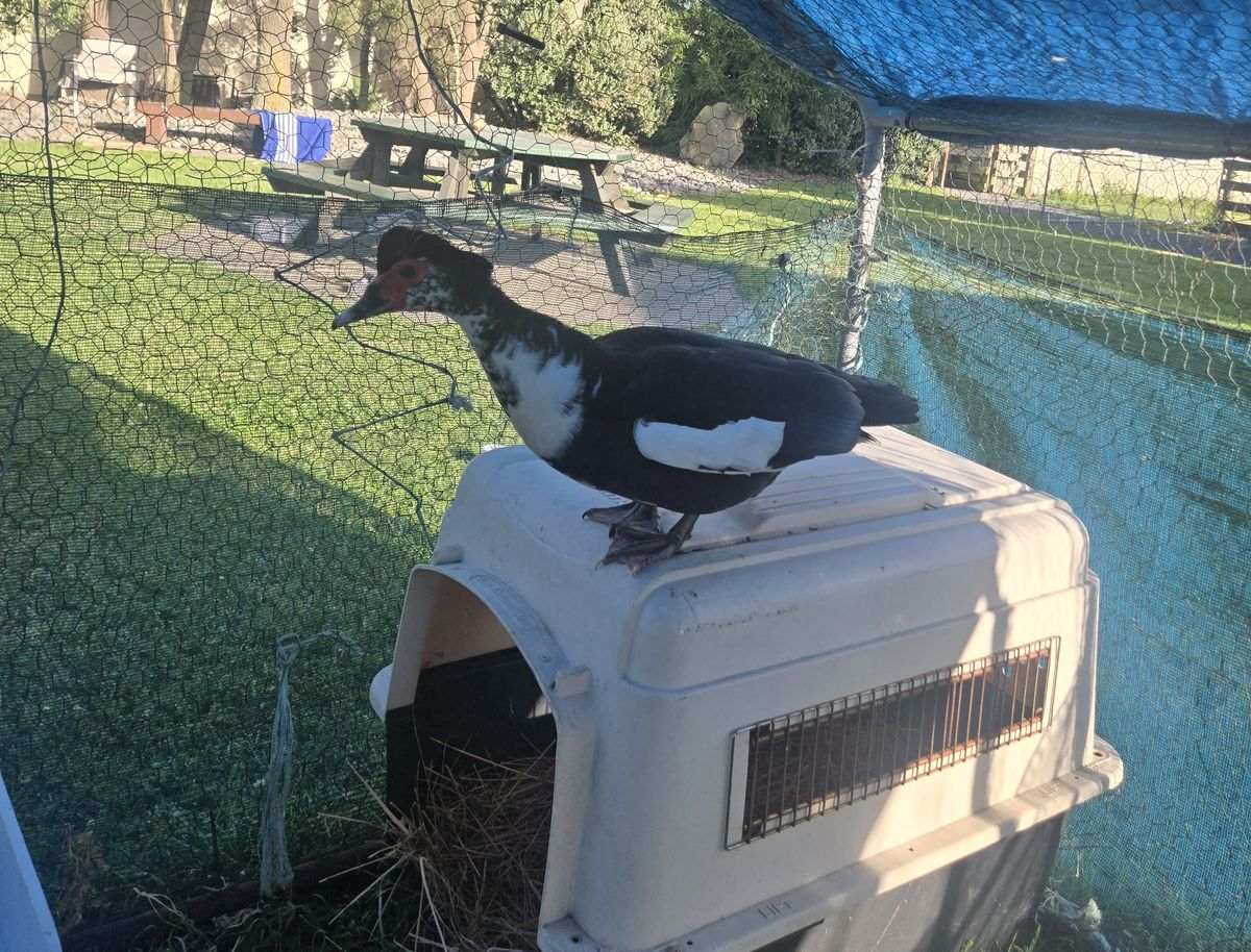 Gallery image: Fennel