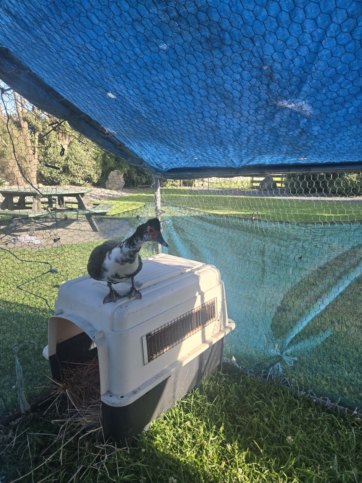 Gallery image: Fennel