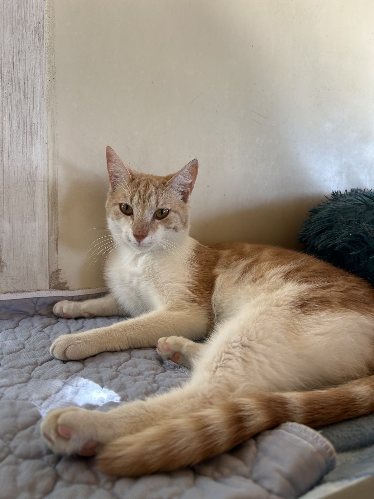 Gallery image: Puss N Boots