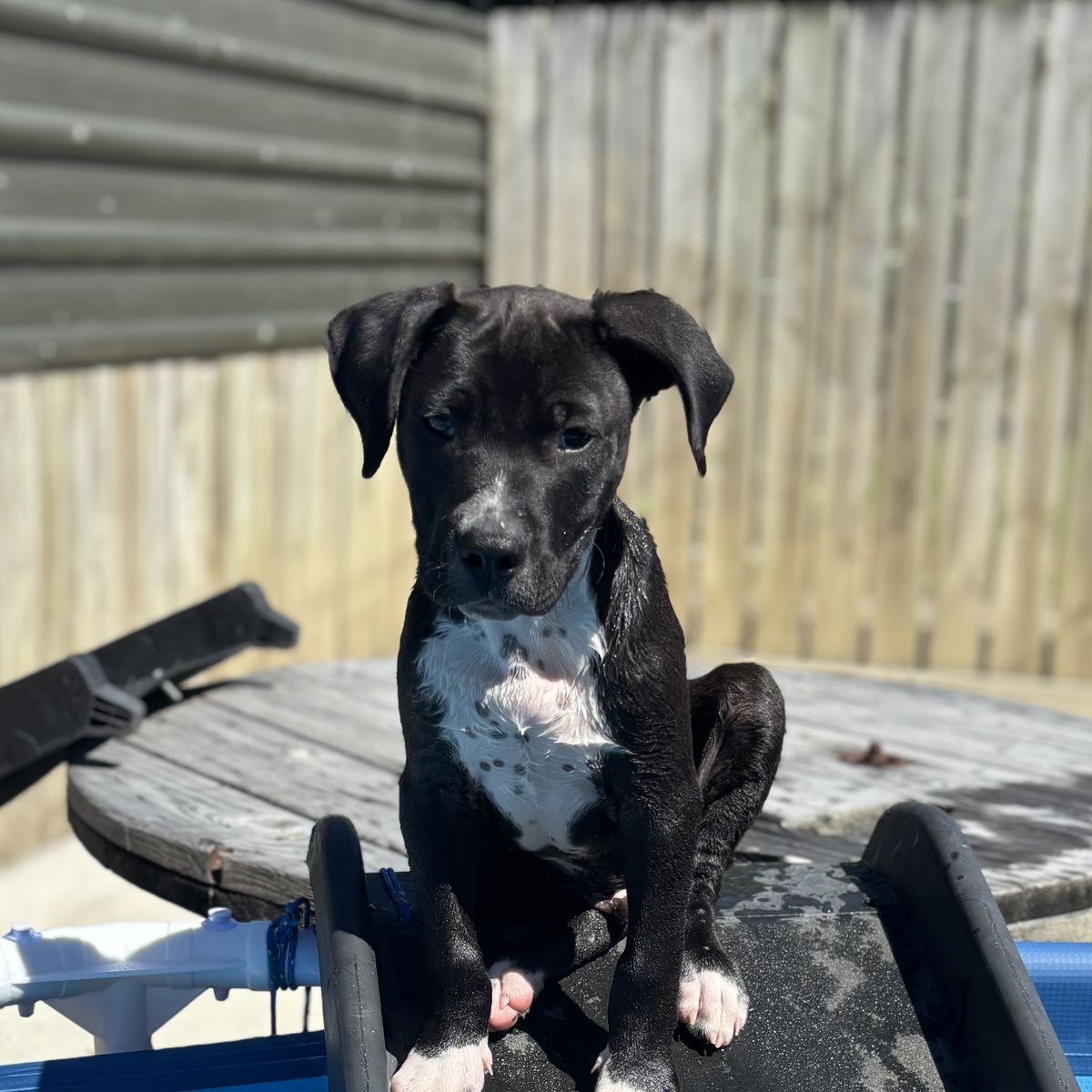 Gallery image: Scout