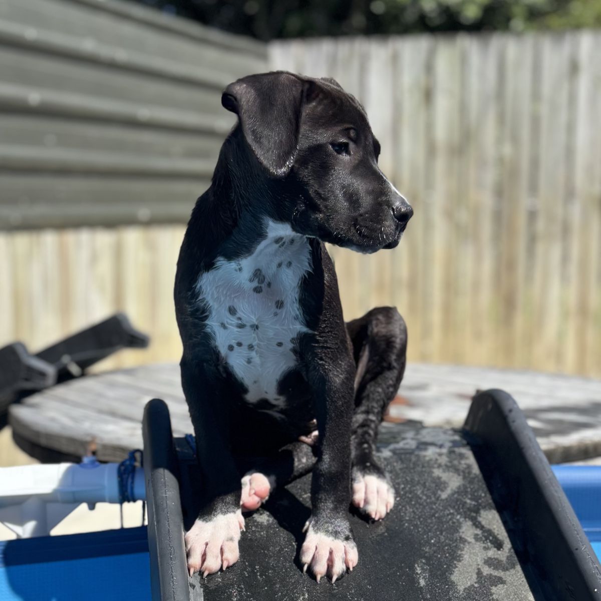 Gallery image: Scout