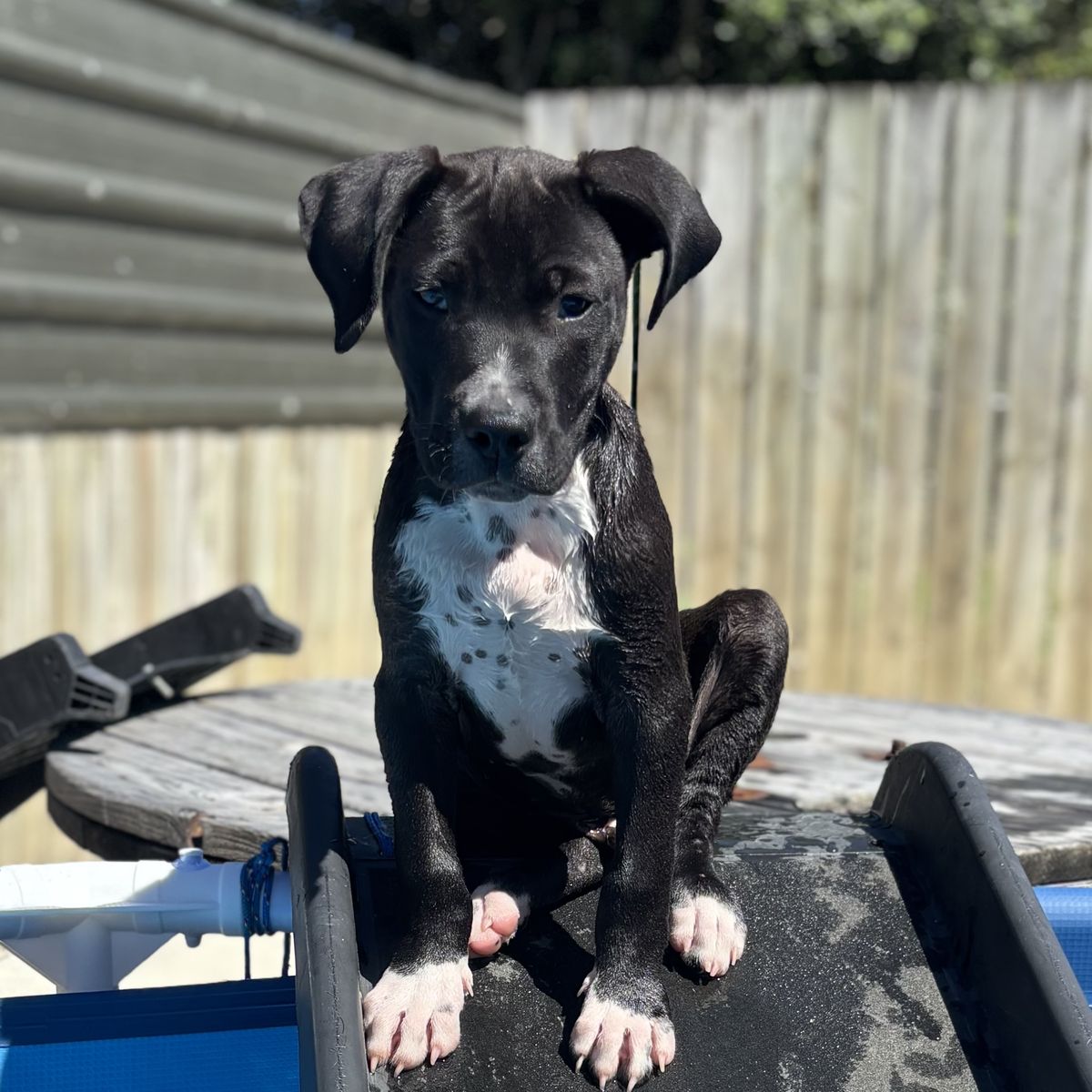 Gallery image: Scout