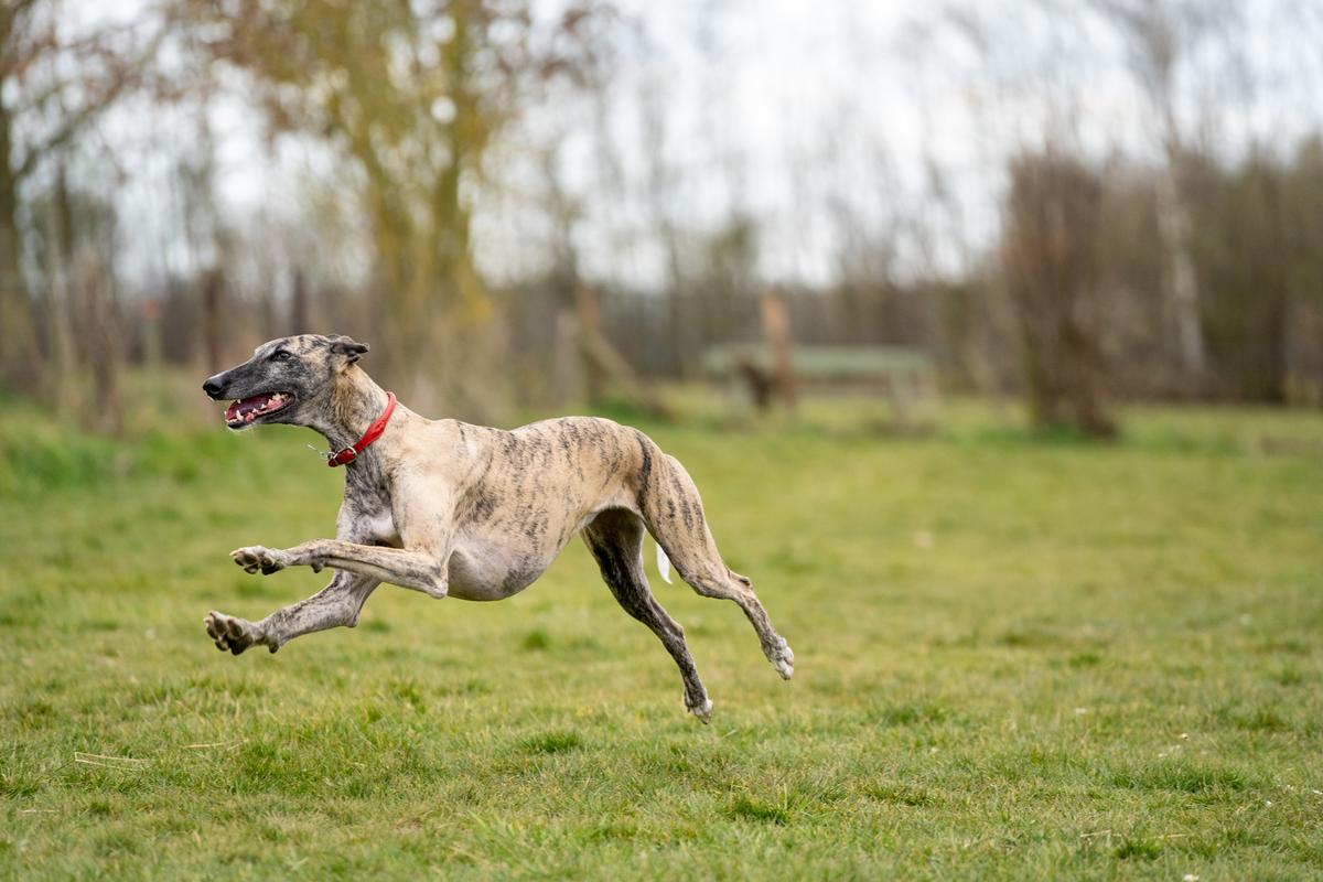 SPCA urges public to have their say on greyhound racing ban 