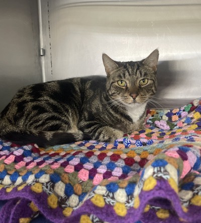 Gus - Domestic Short Hair