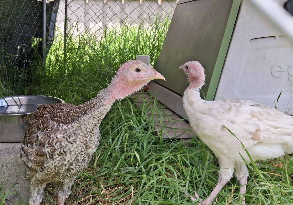 Gallery image: Peanut & Jelly