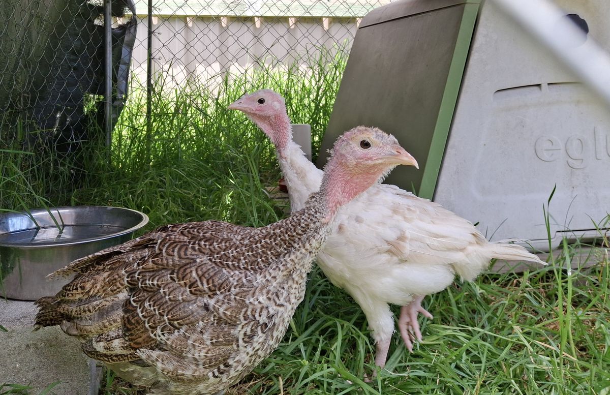 Gallery image: Peanut & Jelly