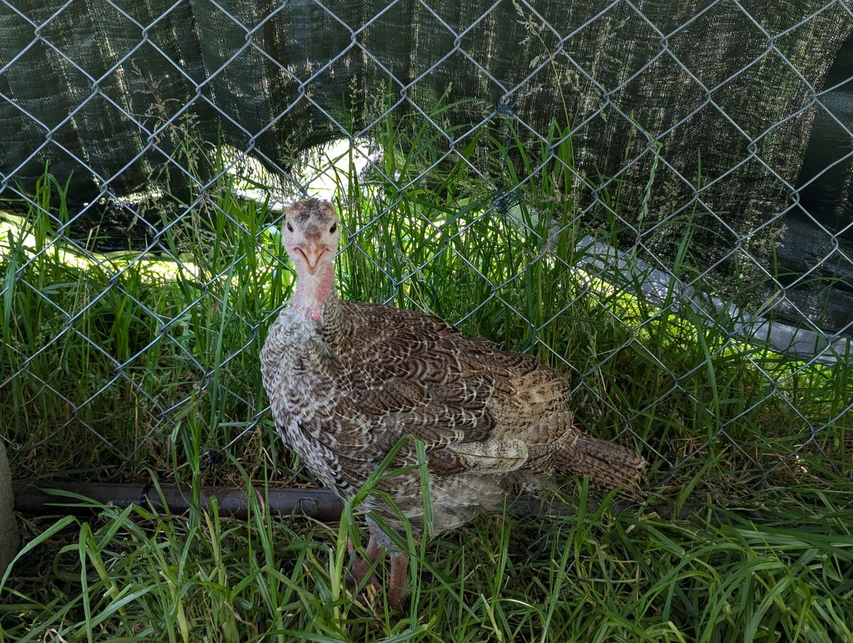 Gallery image: Peanut & Jelly