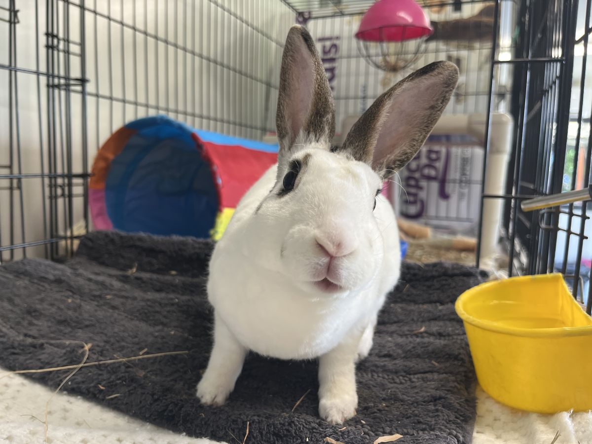 Gallery image: Porcelain