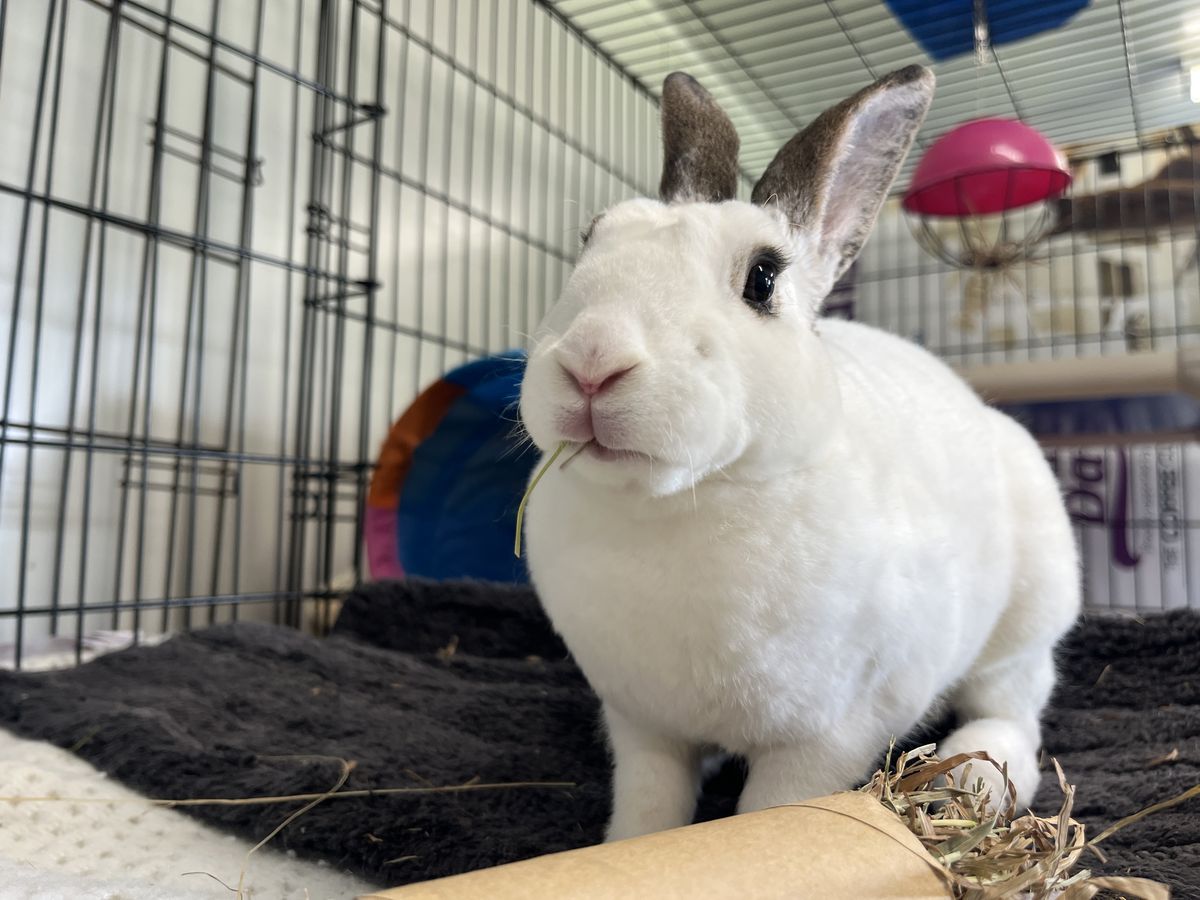 Gallery image: Porcelain