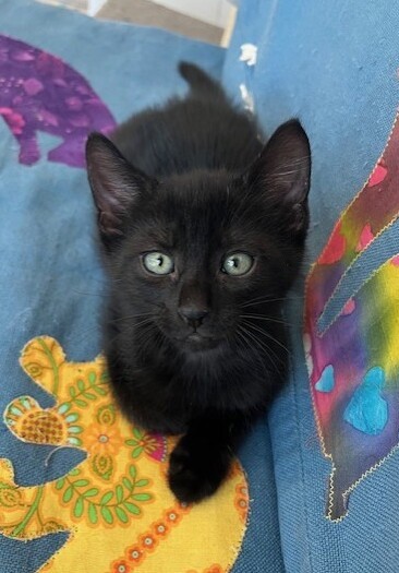 Hockey - Domestic Short Hair