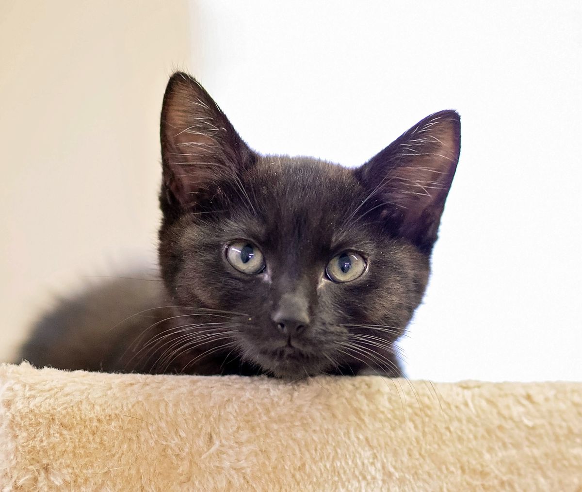 Gallery image: Gizmo