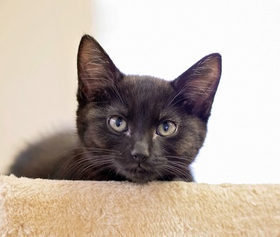 Gizmo - Domestic Short Hair