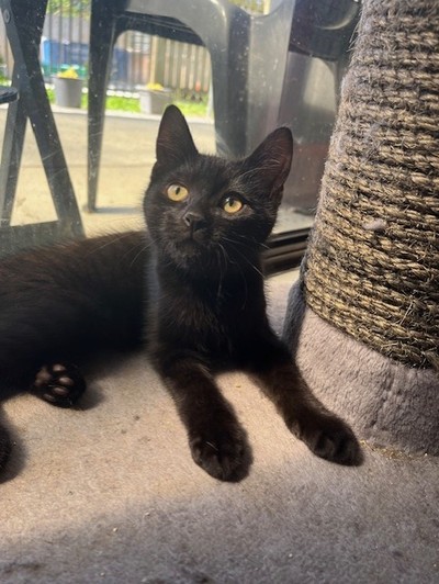 Basil - Domestic Short Hair