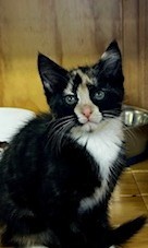 Jasmyn - Domestic Short Hair