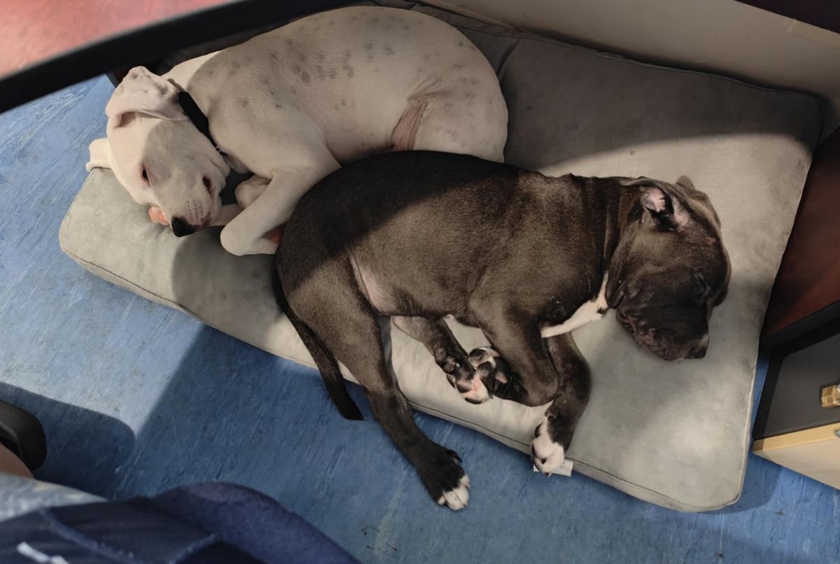 Gallery image: Lemon