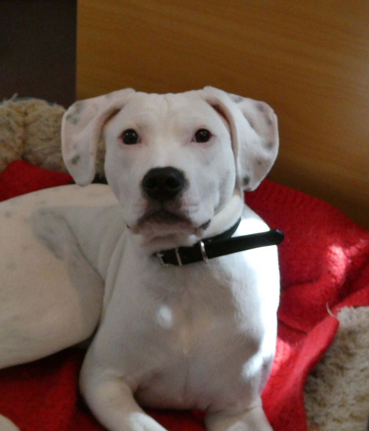 Gallery image: Lemon