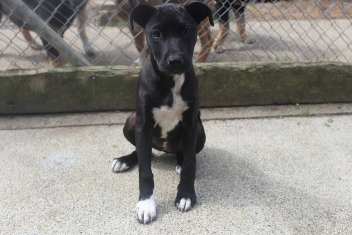 Gallery image: Bella