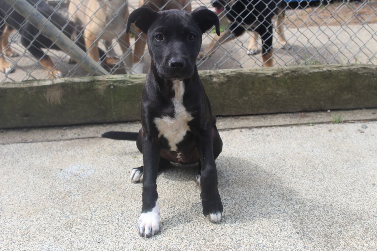 Gallery image: Bella