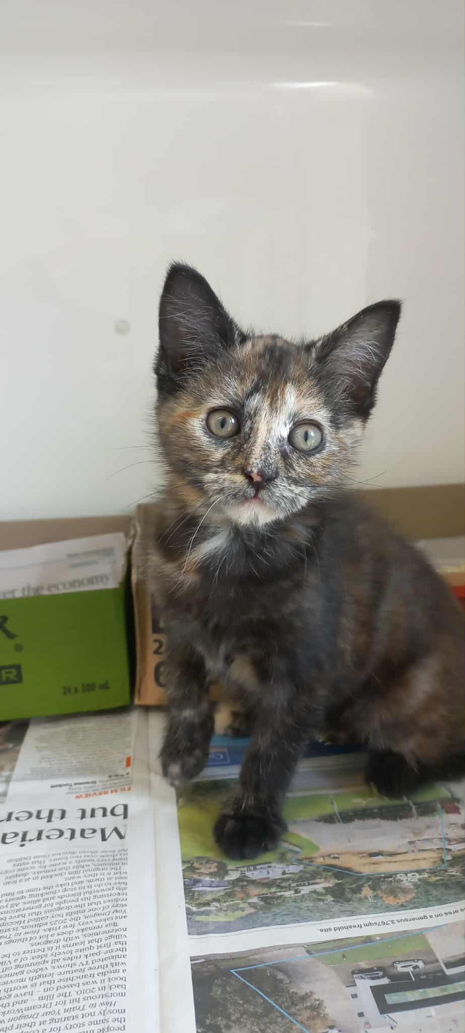 Gallery image: Matilda