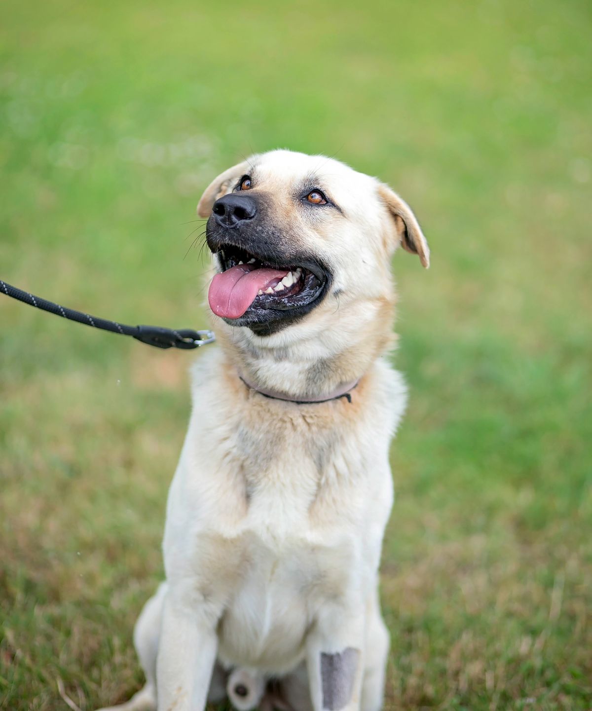 Gallery image: Sunny 