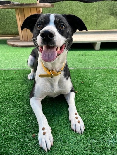 Honey - Border Collie