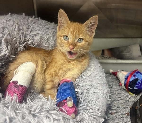 A small ginger kitten with bandages on two legs rests on a fluffy grey cushion