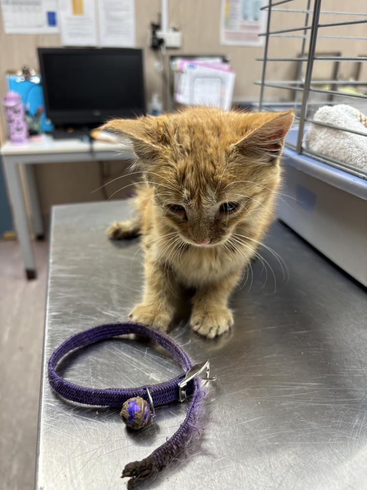 Meet Ellie, the tiny kitten with a giant will to live!