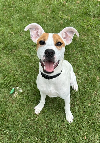 Twinkie - Medium Cross Breed