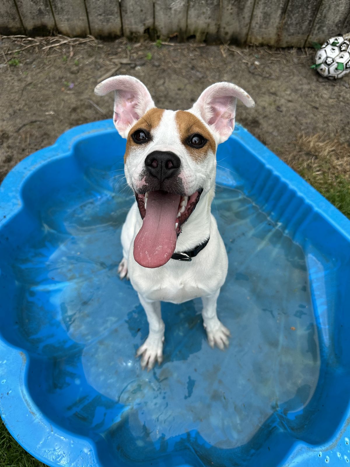 Gallery image: Twinkie