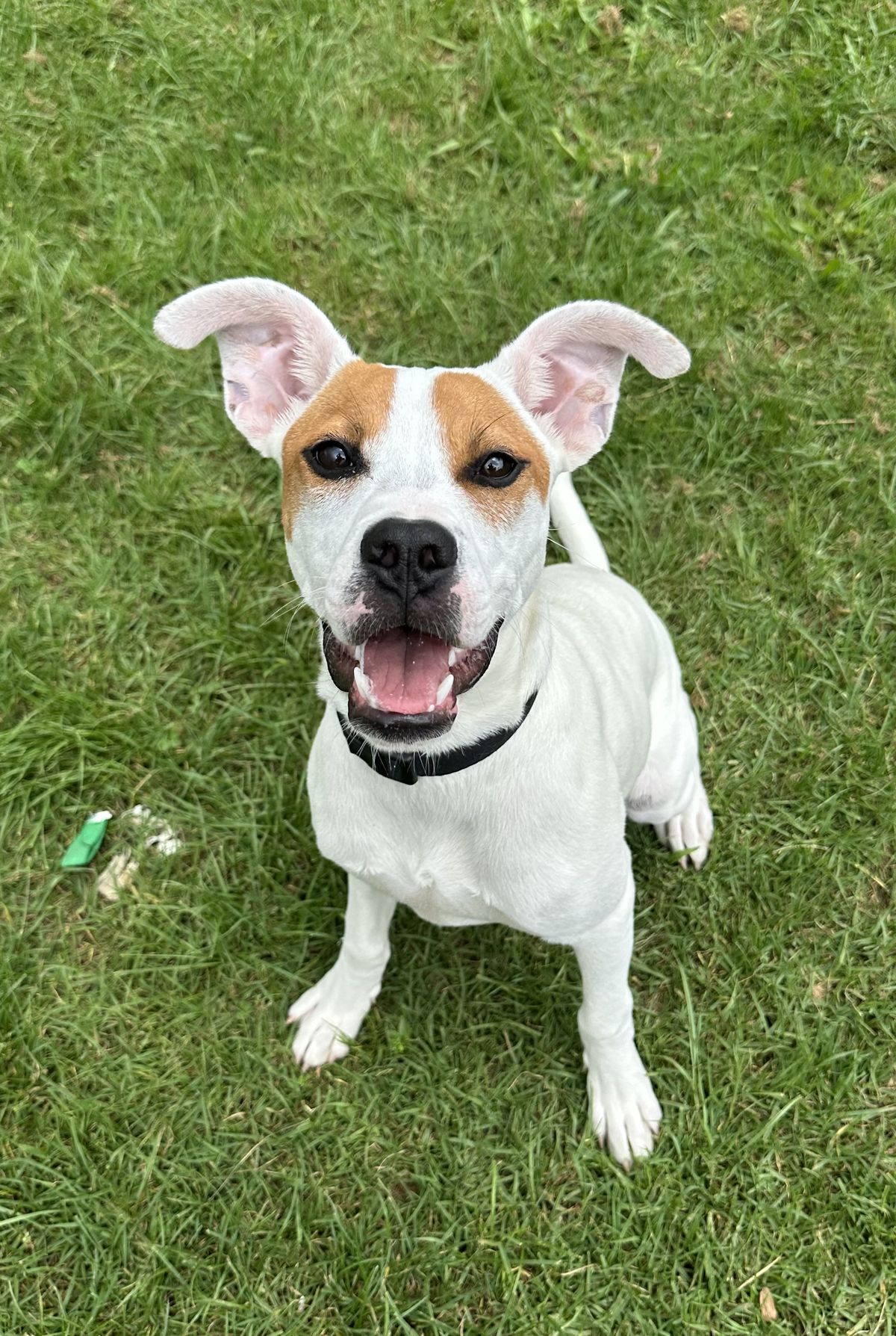 Gallery image: Twinkie