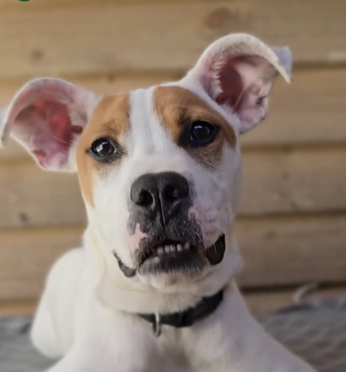 Gallery image: Twinkie