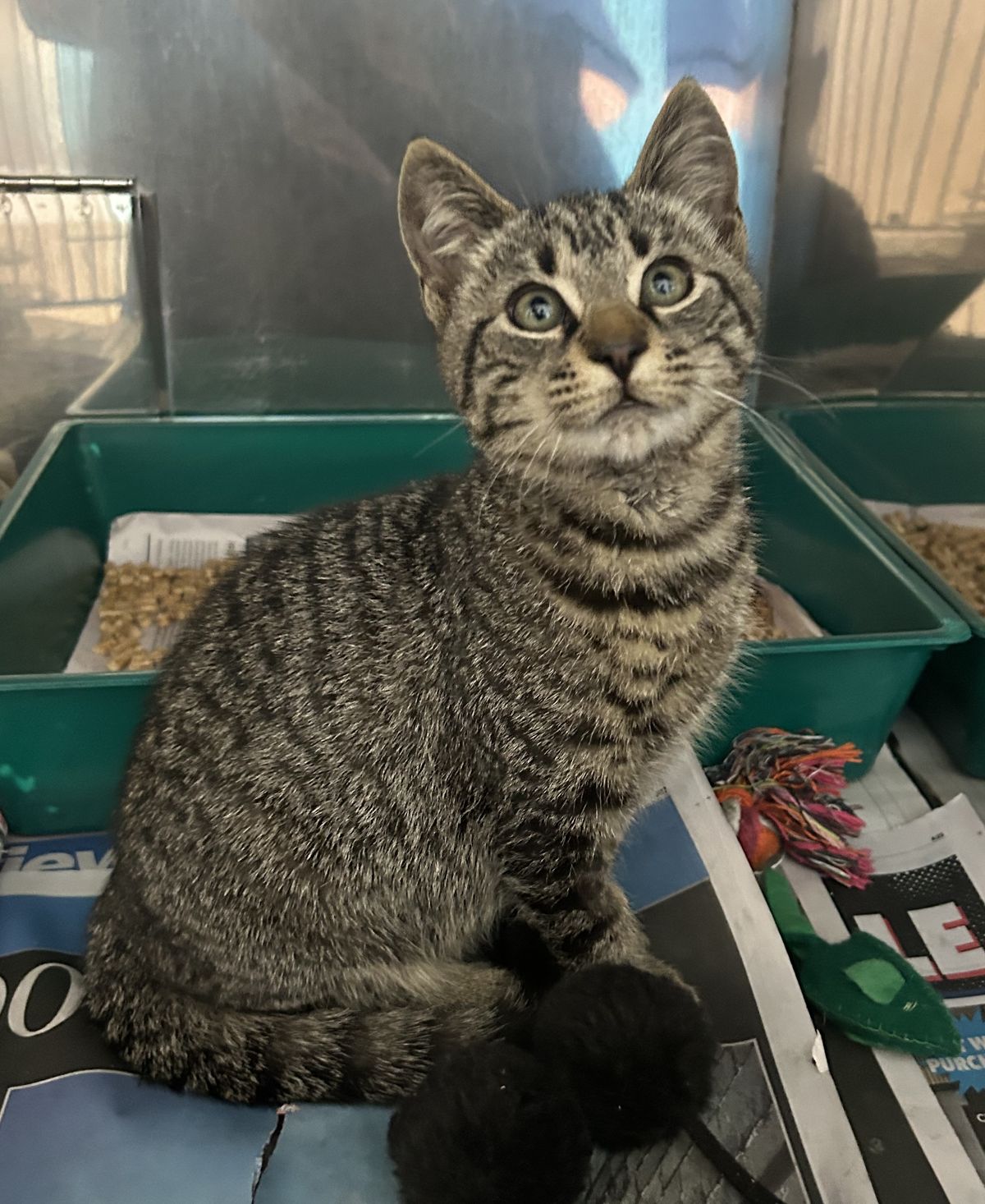 Gallery image: Sherlock