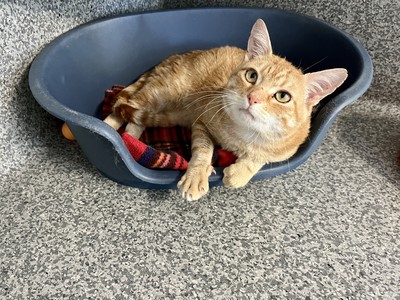 Willie - Domestic Short Hair