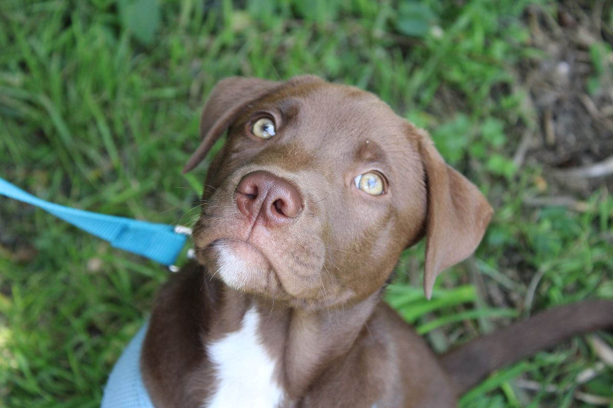 Gallery image: Fennel