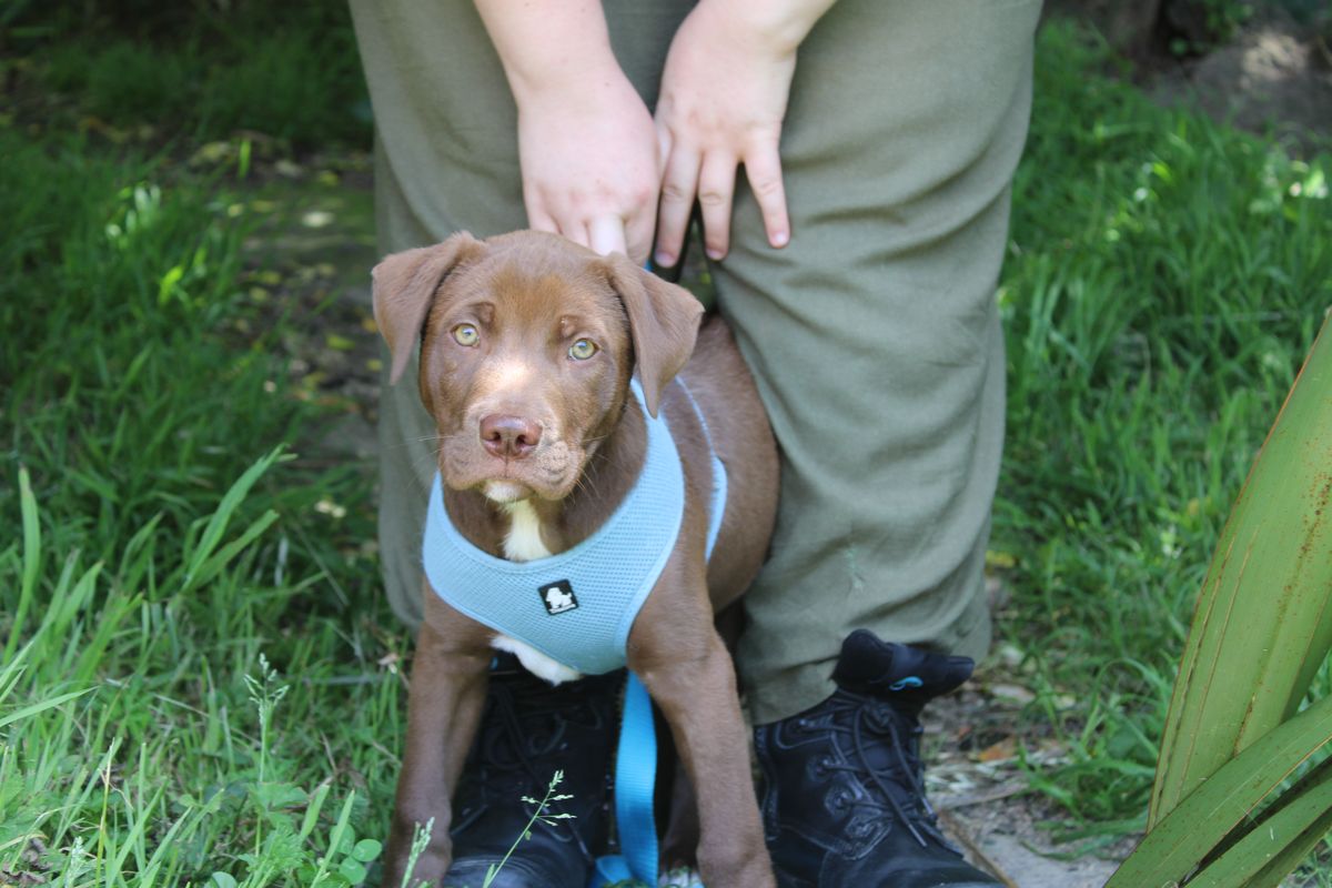 Gallery image: Fennel