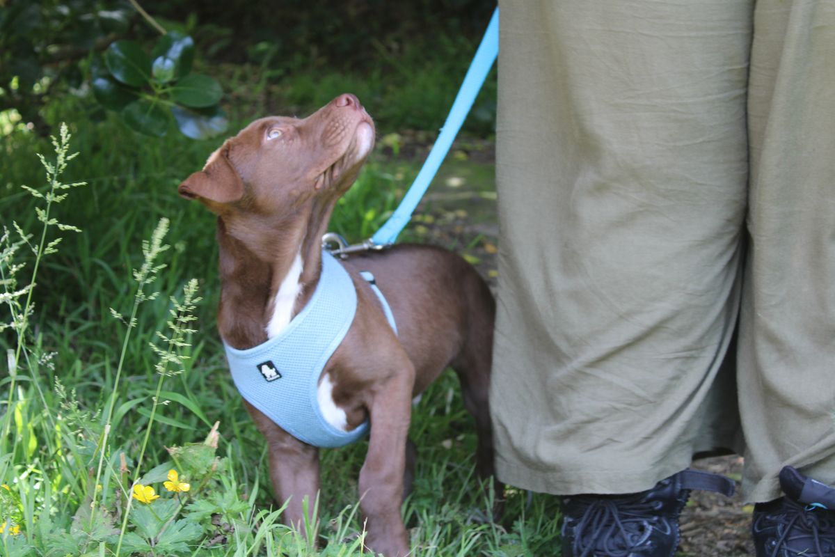 Gallery image: Fennel