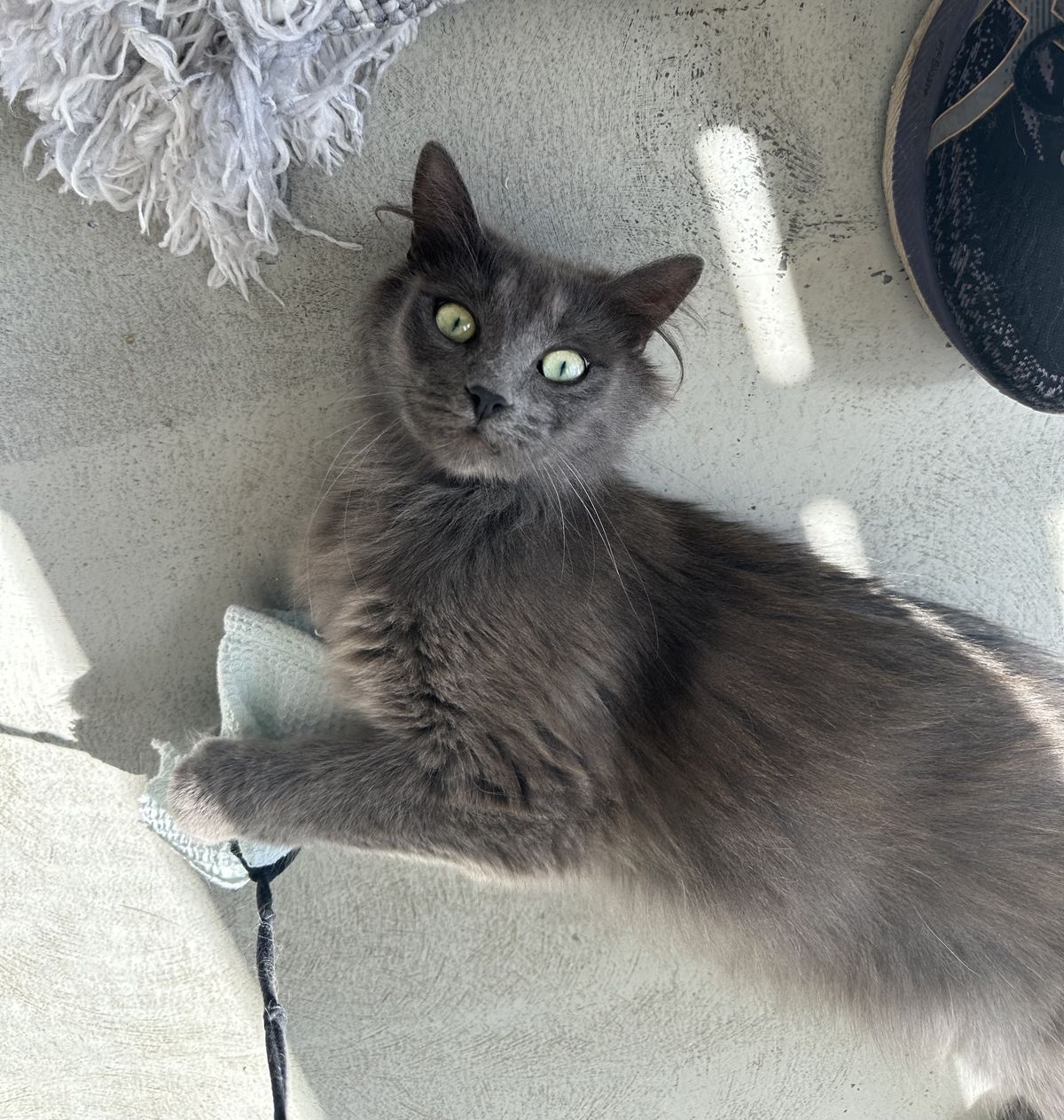 Gallery image: Rosie