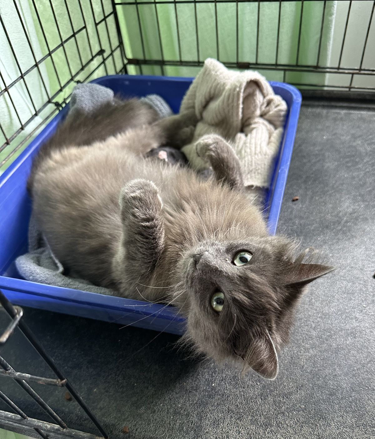 Gallery image: Rosie