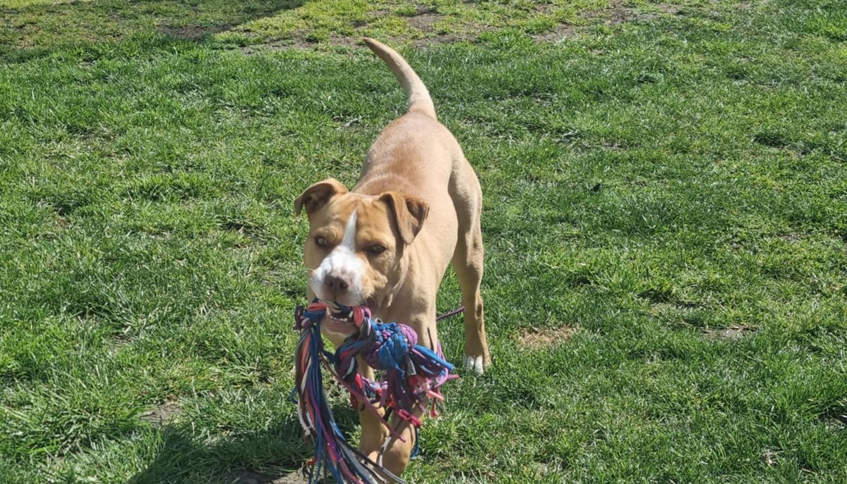 Gallery image: Pippy