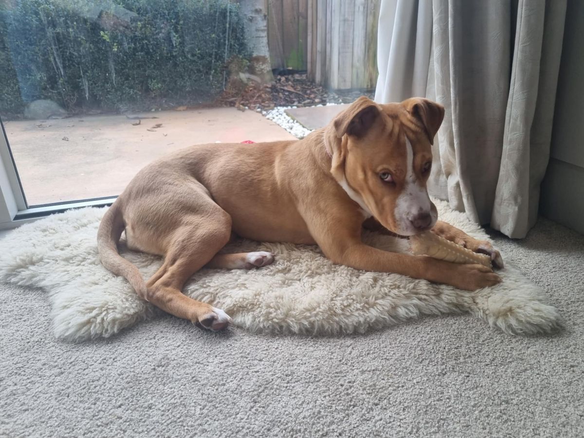 Gallery image: Pippy