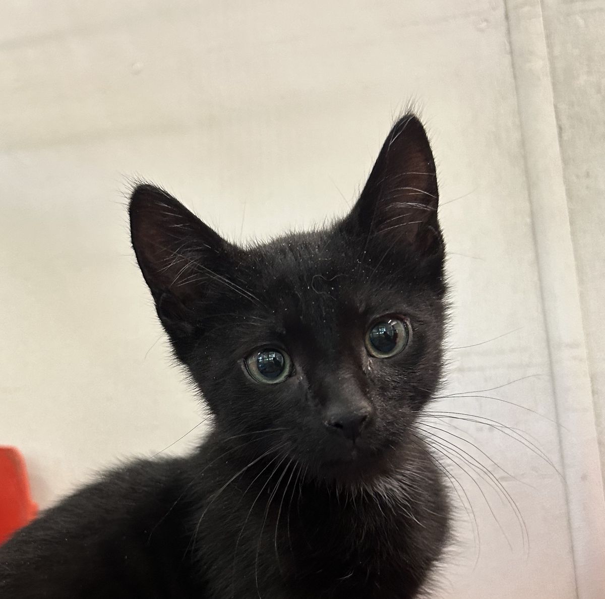 Gallery image: Vander