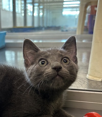 Vi - Domestic Short Hair