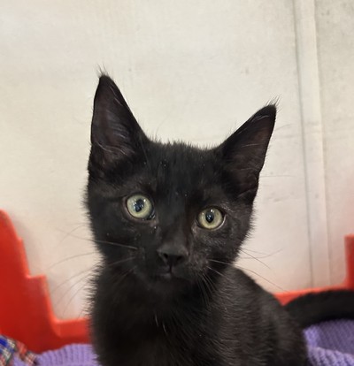 Ekko - Domestic Short Hair